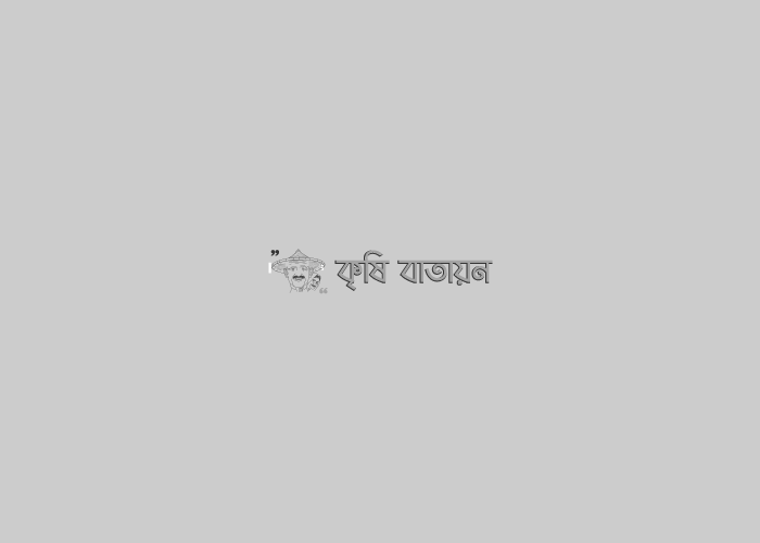 ধান