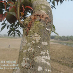 জলপাইয়ের কান্ড ছিদ্রকারি পোকা